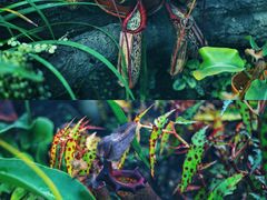 -国家植物园南园