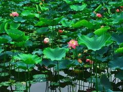 -沐仙湖湿地公园