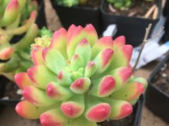 -龙大花卉苗木市场