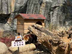 -武汉动物园