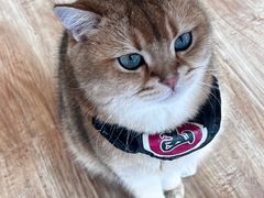 -猫小主咖啡·猫咖cat cafe(福田店)