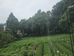 -野蔓果·山野菜(西湖景区·龙井茶田店)