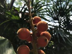 -四季酒店下午茶