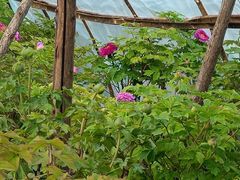 -洛阳市隋唐城遗址植物园