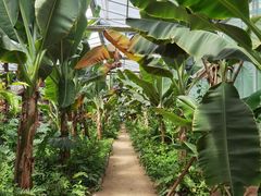 -呀路古热带植物园