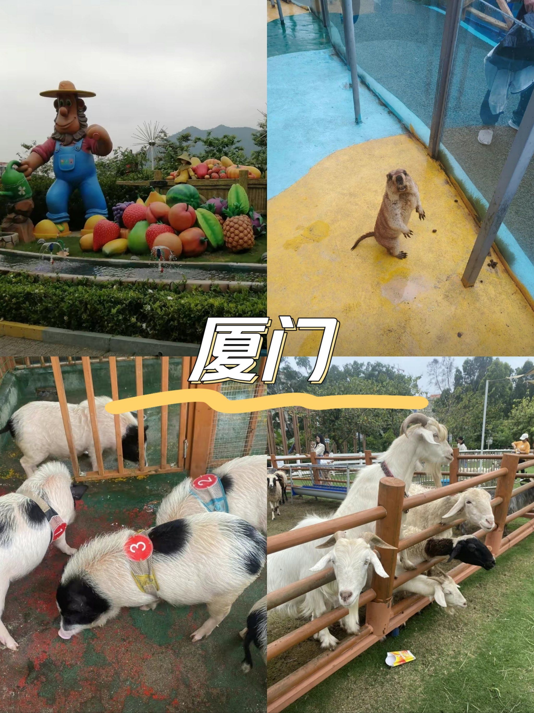 厦门集美果乐园:一场与自然的甜蜜邂逅