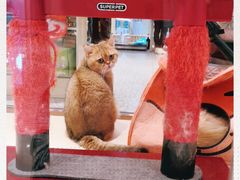 -momokira米努特·德文卷毛猫·棉花面纱犬