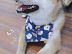 -dokidoki