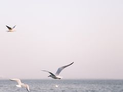 -深圳湾公园(南山区)