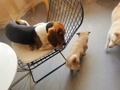 -喜柴咖啡·柴犬狗咖