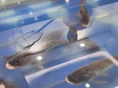 -雪野鱼头大王邢府公老店(雪野湖店)