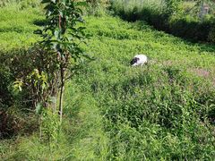 -钏路市丹顶鹤自然公园