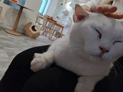 -楼上猫咖(罗湖店)