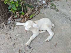 -马陆小张葡萄园农家乐