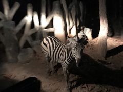 -清迈夜间动物园