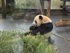 -上海野生动物园
