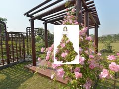 -鹅湖玫瑰文化园