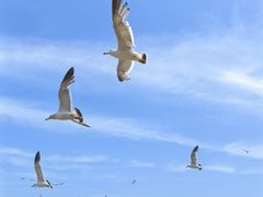 -棒棰岛宾馆景区