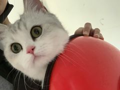 -中农大我爱我爱动物医院·核磁CT·猫病·24小时夜诊中心(石佛营店)