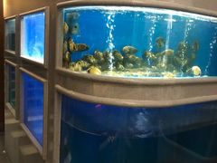 -食神鱼头佛跳墙(百子湾旗舰店)