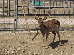 -哈尔滨北方森林动物园