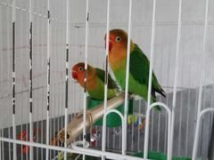 -金掌勺东北菜(格兰晴天店)