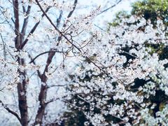 -顾村公园