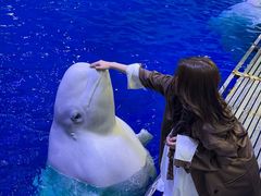 -秦皇岛乐岛海洋王国