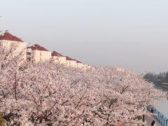 -高东镇樱花园