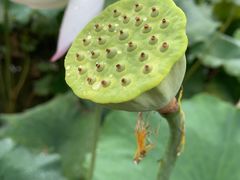 -靖西鹅泉风景区