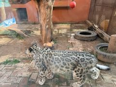 -青藏高原野生动物园