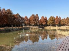 -宁波杭州湾国家湿地公园