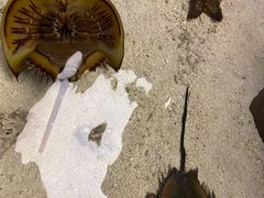 -石家庄海洋公园
