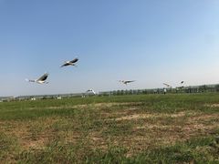 -盐城丹顶鹤湿地生态旅游区