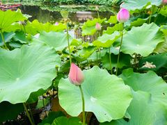 -陈家山荷花公园