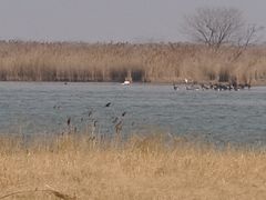 -盐城丹顶鹤湿地生态旅游区
