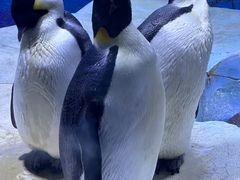 -上海海昌海洋公园