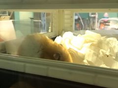 -雨林宠物医院 非犬猫异宠专科