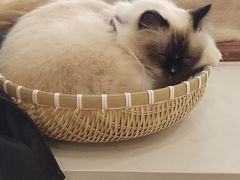 -共舞时光猫咖·狗咖(新街口店)