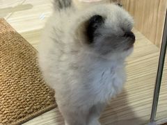 -屋虎猫馆(宝安大仟里店)