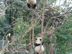 -成都大熊猫繁育研究基地
