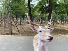 -秦皇岛野生动物园