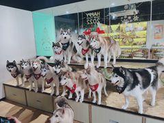 -Husky Go! 哈士奇体验馆·宠物咖啡厅狗咖