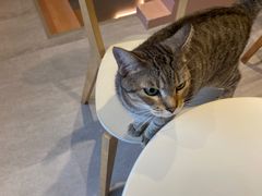 -猫儿山۰猫主题餐厅