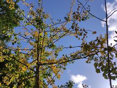 -长白岛森林公园