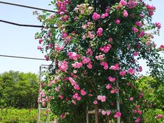 -宜兴龙背山森林公园