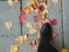 -秋霞圃