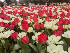 -上海鲜花港