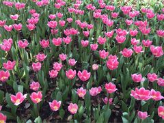 iphone_upload_pic-上海鲜花港