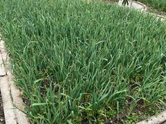 -菊园百果园